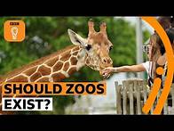 Video thumbnail for Should zoos exist? | BBC Ideas