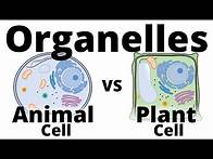 Video thumbnail for Plant Cell vs. Animal Cell
