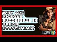 Video thumbnail for Why Are Pigeons Successful In Urban Ecosystems? - Ecosystem Essentials