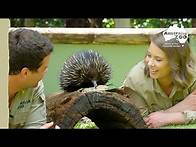Video thumbnail for Quality time with an adorable echidna | Australia Zoo Life