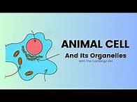 Video thumbnail for Animal Cell - The Ultimate Guide to Understanding Unit 1.2 of Cambridge Secondary Science Stage 7.
