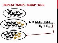 Video thumbnail for Mark recapture population estimation
