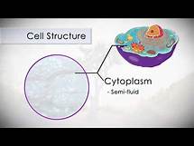 Video thumbnail for Anatomy and Physiology of the Human Cell in 7 Minutes!