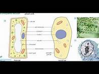 Video thumbnail for Integrated Science for Caribbean Secondary Education Certificate (CSEC). Topic- Cells