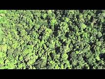 Video thumbnail for Deforestation in the Amazon Rainforest: Impact on Animals