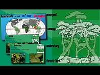 Video thumbnail for Layers of a Rainforest | EasyTeaching
