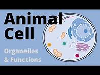 Video thumbnail for Structure and Function of the ANIMAL CELL explained (Organelles)