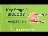 Video thumbnail for Key Stage 3 Science (Biology) - Respiration