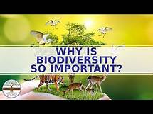 Video thumbnail for Why Is Biodiversity Important To Ecosystems?