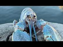 Video thumbnail for Blue Lobster jumpscare meme (EARRAPE)