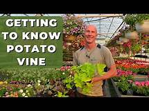 Video thumbnail for Getting to Know POTATO VINE (Ipomoea) - Best Tips for Care, Use and What You Need to Know