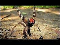 Video thumbnail for 17 DEADLIEST Animals in the Amazon