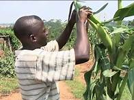 Video thumbnail for Modern Farming in Uganda