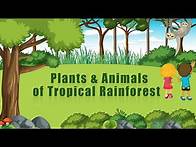 Video thumbnail for What Are Tropical Rainforests? | Layers & Adaptations of Plants & Animals