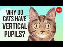 Video thumbnail for Why do cats have vertical pupils? - Emma Bryce
