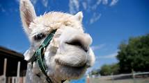 Video thumbnail for Elephants, alpacas, drive-thru safari: Check out interactive zoo experiences in Oklahoma