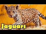 Video thumbnail for Incredible Facts About Jaguars - Jaguar Facts for Kids!