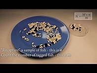 Video thumbnail for Biology Unit 3: Estimating population size using the Lincoln Index (Capture-Recapture)
