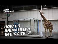 Video thumbnail for Animals That Have Adapted To Urban Environments