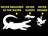Video thumbnail for 50+ Awesome Animal Facts I Googled All Night