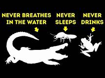 Video thumbnail for 50+ Awesome Animal Facts I Googled All Night