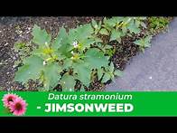 Video thumbnail for Jimsonweed: Everything you need to know about Datura Stramonium, Identification & Removal