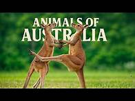 Video thumbnail for The Wildest Animals of Australia | Unique Australian Creatures